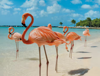 Featured Image for “Summer of Choice”