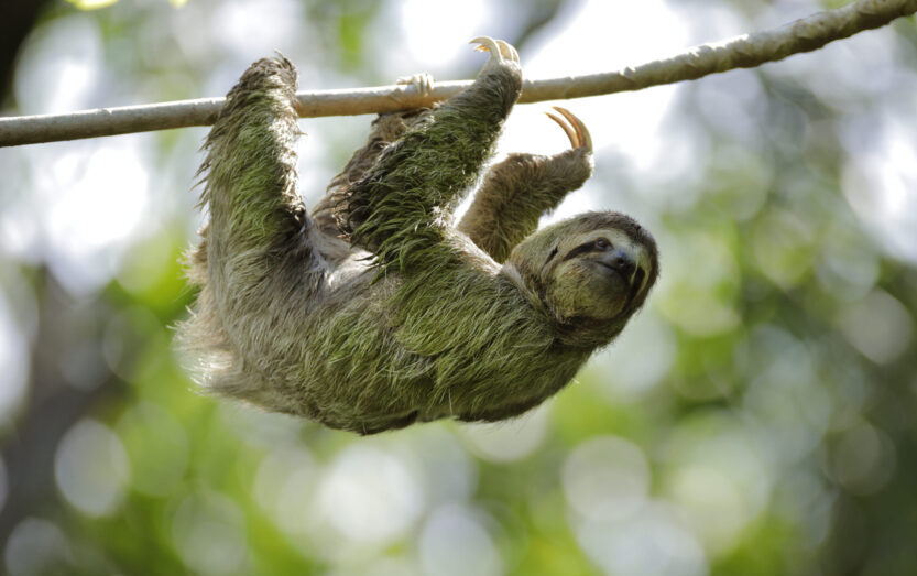 Featured Image for “Discover Costa Rica with Delta Vacations”